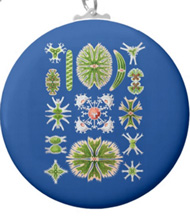 Key chain with algae designs