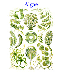 The Algae is a very large and diverse group of organisms, ranging from unicellular genera to giant kelp, a large brown alga.