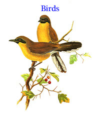 Calendar of bird drawings from John Gould