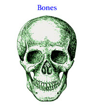 Bones of the human body