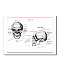 The human skull singularly and in groups, in various colors and arrangements. Greetings cards.