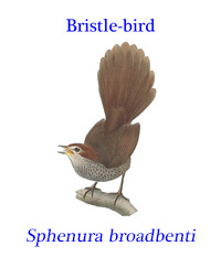 Rufus bristle-bird (Dasyornis (Sphenura) broadbenti). An extinct subspecies of the rufous bristlebird that was endemic to Western Australia.