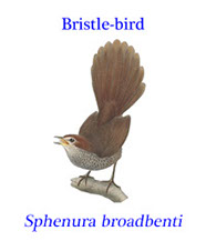 Rufus bristle-bird (Dasyornis (Sphenura) broadbenti). An extinct subspecies of the rufous bristlebird that was endemic to Western Australia.