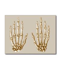 cards of Bones of the human hand