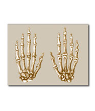 cards of Bones of the human hand