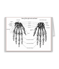 cards of Bones of the human hand