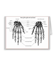 cards of Bones of the human hand