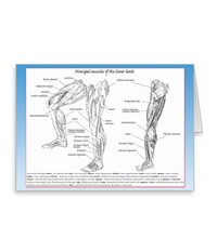 Bones of the human lower limb, cards