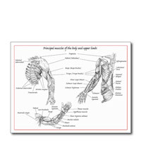 Bones of the human lower limb, cards