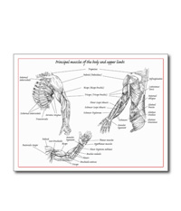 Bones of the human lower limb, cards