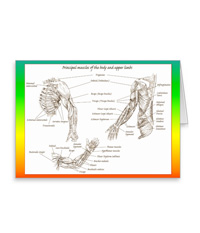 Bones of the human lower limb, cards