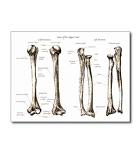 Bones of the human lower limb, cards