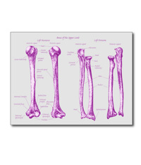 Bones of the human lower limb, cards