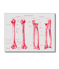 Bones of the human lower limb, cards