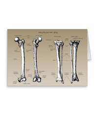 Bones of the human lower limb, cards