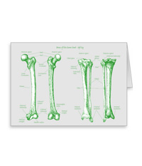 Bones of the human lower limb, cards