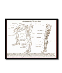 Bones of the human lower limb, cards