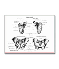 bones of the human body, cards