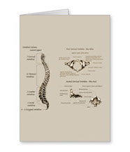 bones of the human body, cards