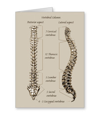 bones of the human body, cards