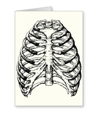 bones of the human body, cards