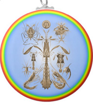 Keychains with crustacean designs, based on the drawings of Ernst Haeckel