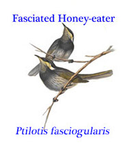 Fasciated (or Mangrove) Honey-eater (Ptilotis fasciogularis), from Australia, New Guinea and New Zealand.