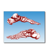 Greetings cards and post cards featuring the bones of the human foot