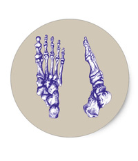 Stickers of bones of the human foot