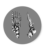 Stickers of bones of the human foot