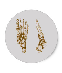 Stickers of bones of the human foot