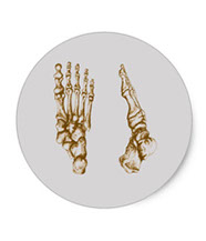 Stickers of bones of the human foot