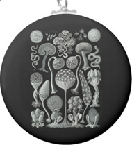 Keychains with fungi designs, based on the drawings of Ernst Haeckel