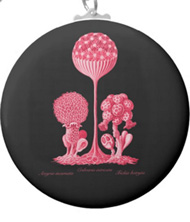 Keychains with fungi designs, based on the drawings of Ernst Haeckel