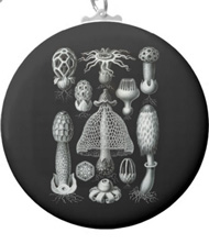 Keychains with fungi designs, based on the drawings of Ernst Haeckel