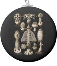 Keychains with fungi designs, based on the drawings of Ernst Haeckel