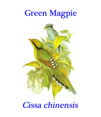 Green Magpie (Cissa chinensis) from Himalayan forests in north eastern India to central China, Malaysia, Sumatra and northwestern Borneo.