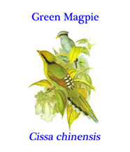 Green Magpie (Cissa chinensis) from Himalayan forests in north eastern India to central China, Malaysia, Sumatra and northwestern Borneo.
