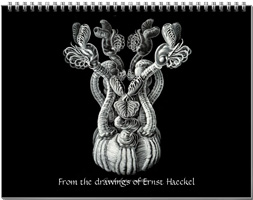 Calendar from the drawings of Ernst Haeckel