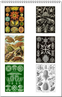 Calendar from the drawings of Ernst Haeckel