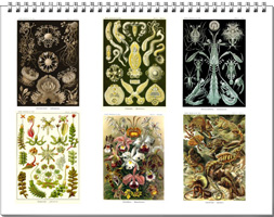 Calendar from the drawings of Ernst Haeckel