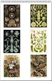 Calendar from the drawings of Ernst Haeckel