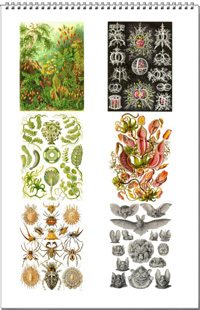 Calendar from the drawings of Ernst Haeckel