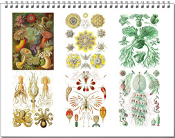 Calendar from the drawings of Ernst Haeckel