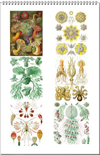 Calendar from the drawings of Ernst Haeckel