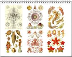 Calendar from the drawings of Ernst Haeckel