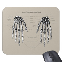 Bones of the human foot