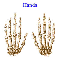 Bones of the Human Hand