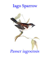 Iago Sparrow (Passer iagoensis), from the the Cape Verde Islands, in the eastern Atlantic Ocean. 