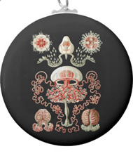 Keychains with jellyfish designs, based on the drawings of Ernst Haeckel
